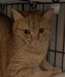 Enlarge Bianca, a Adoptable Tabby in Porter, TX image 1/1