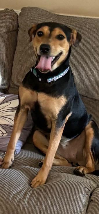 Enlarge Anniebelle Lee, a Adoptable mixed breed in Holly Springs, NC image 1/5