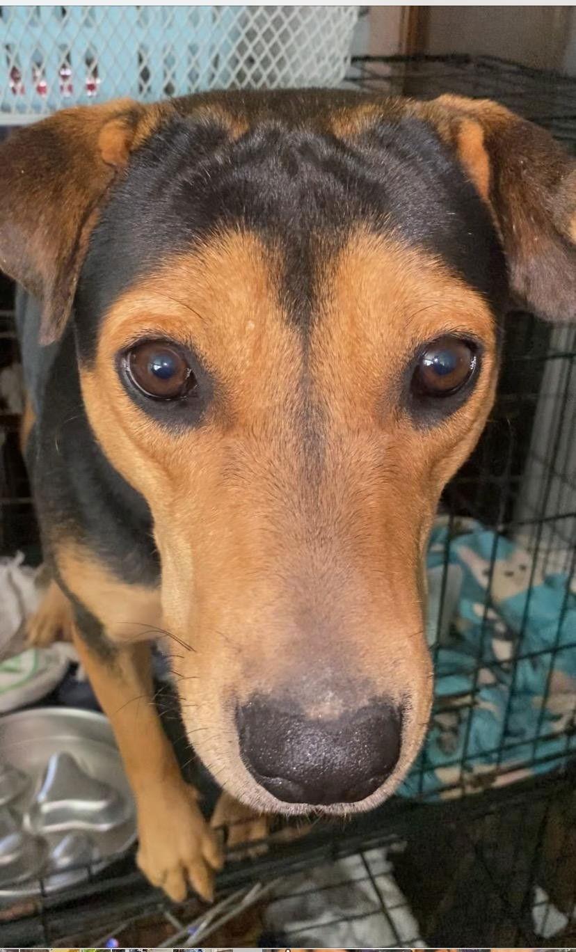 Enlarge Anniebelle Lee, a Adoptable mixed breed in Holly Springs, NC image 2/5