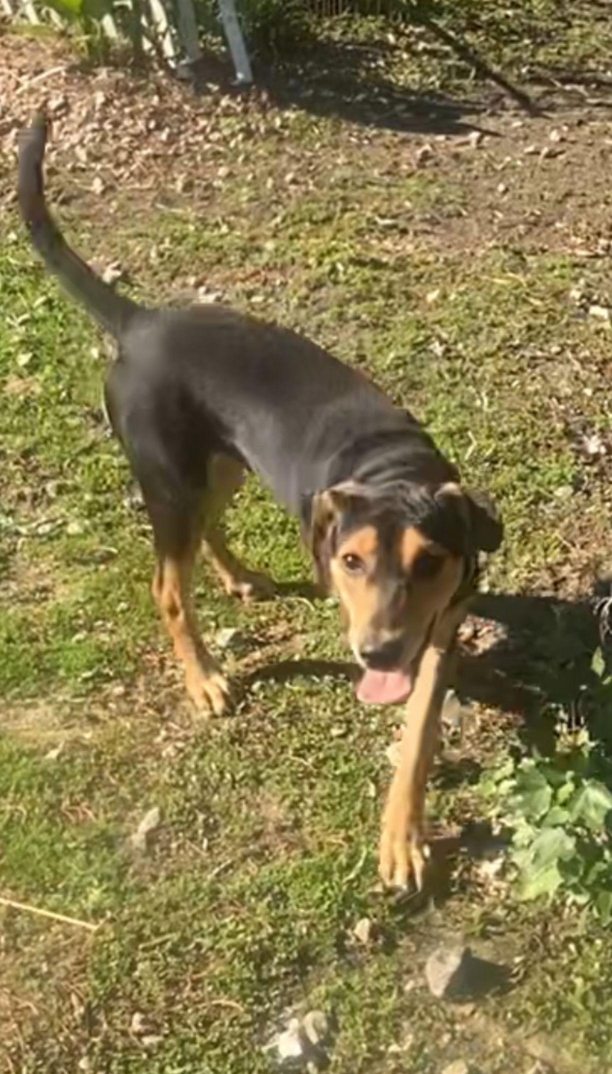 Anniebelle Lee, Adoptable, Adult Female Hound & Shepherd.