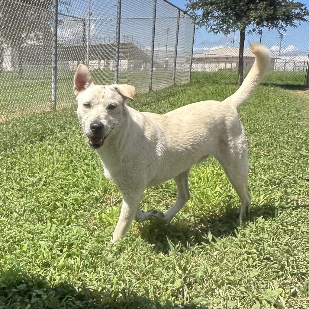Enlarge Woody, a Adoptable mixed breed in Corpus Christi, TX image 1/6