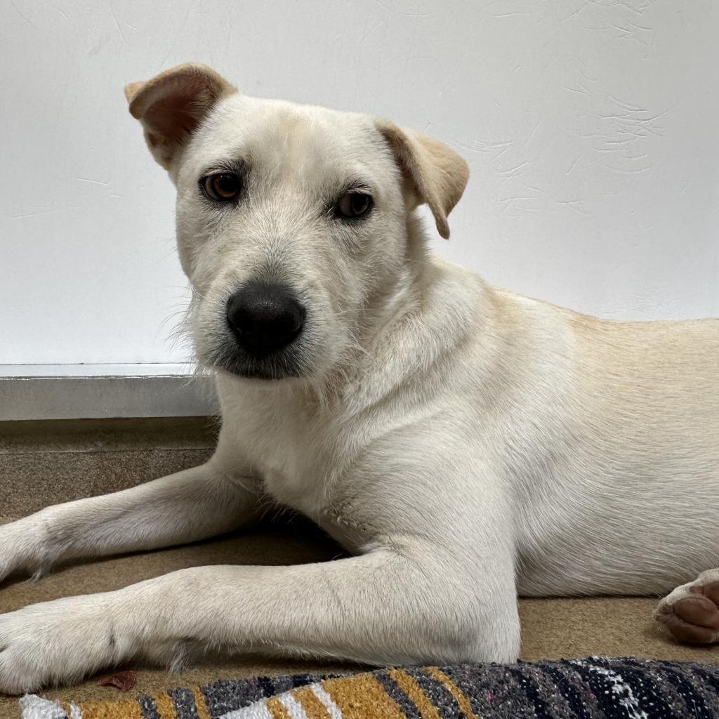 Enlarge Woody, a Adoptable mixed breed in Corpus Christi, TX image 4/6