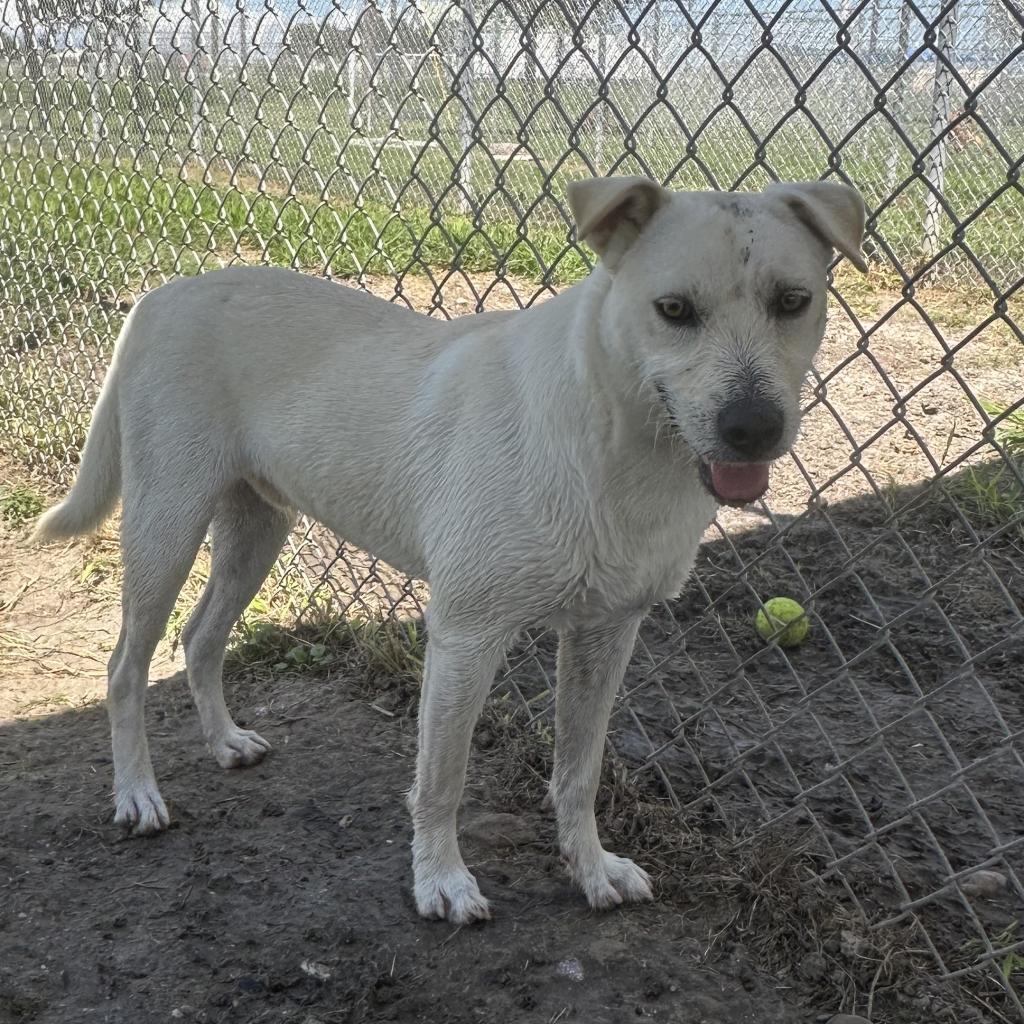 Enlarge Woody, a Adoptable mixed breed in Corpus Christi, TX image 5/6