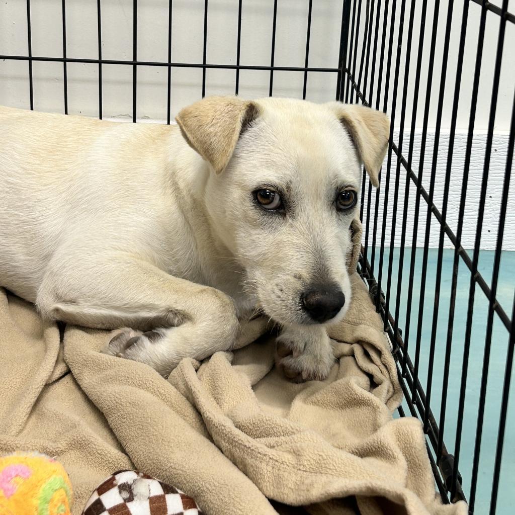 Enlarge Woody, a Adoptable mixed breed in Corpus Christi, TX image 6/6