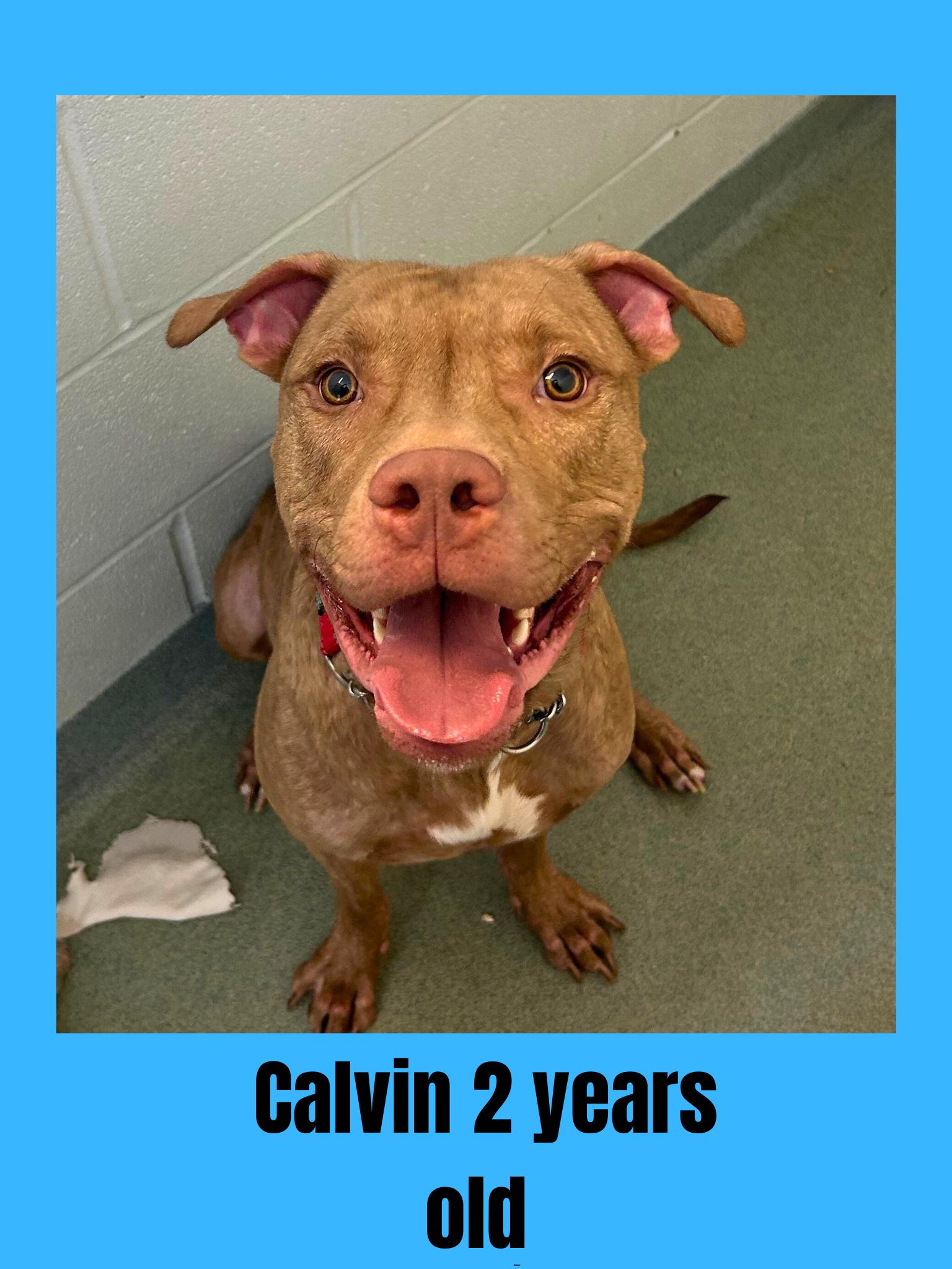 Enlarge Calvin, a Adoptable Mixed Breed in Ravenna, OH image 2/2