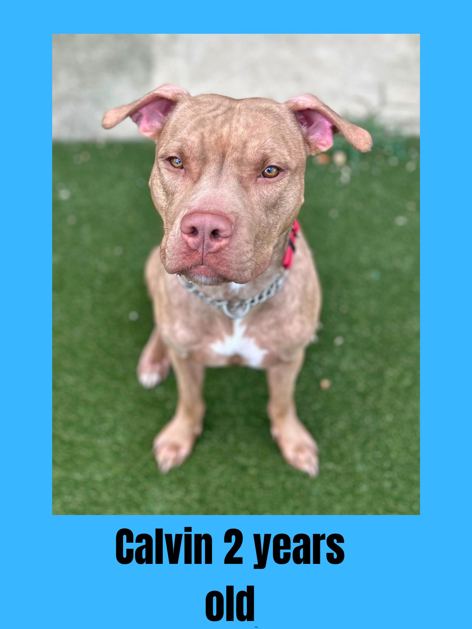 Calvin, Adoptable, Adult Male Mixed Breed.