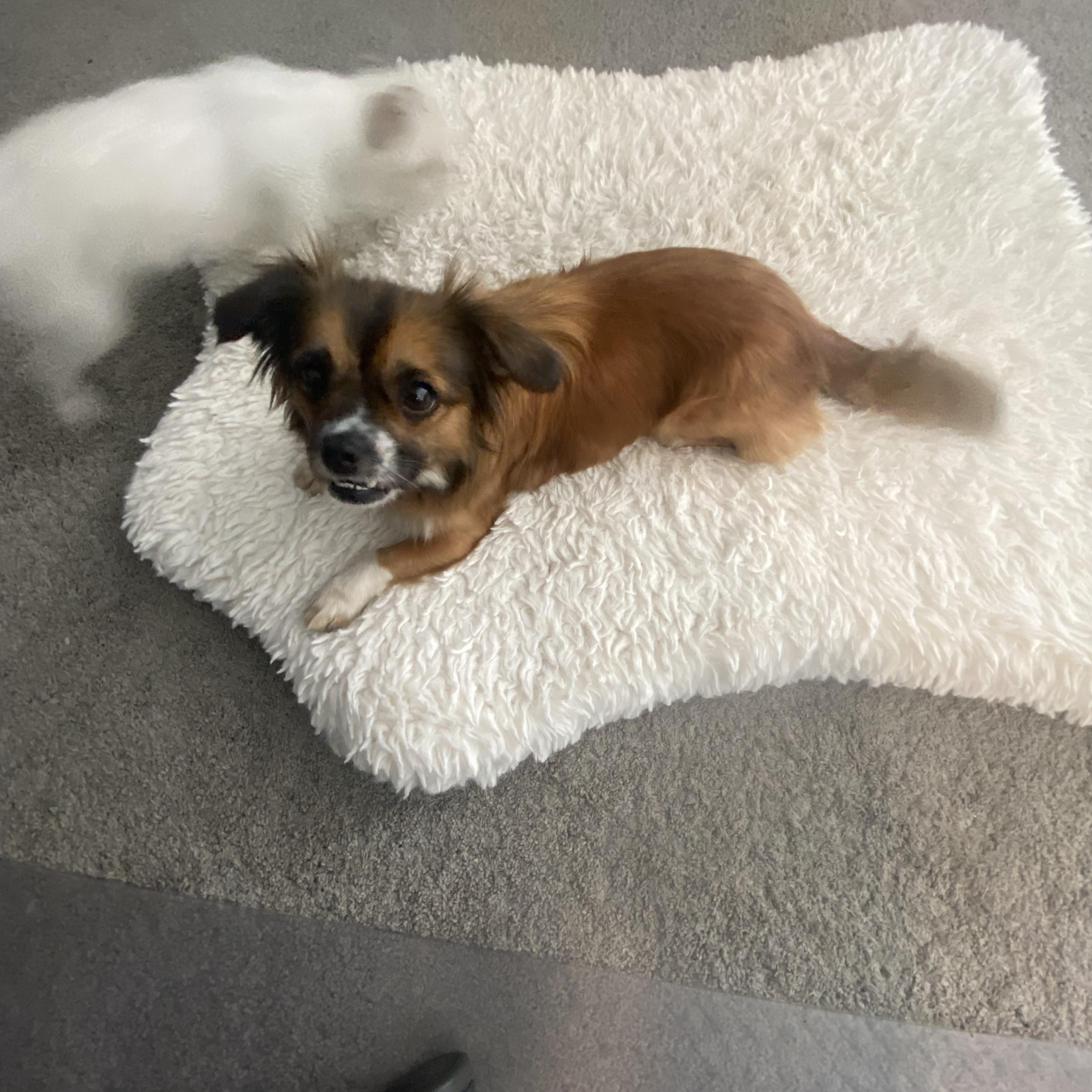Judy, ADOPTABLE, Young Female Pekingese.