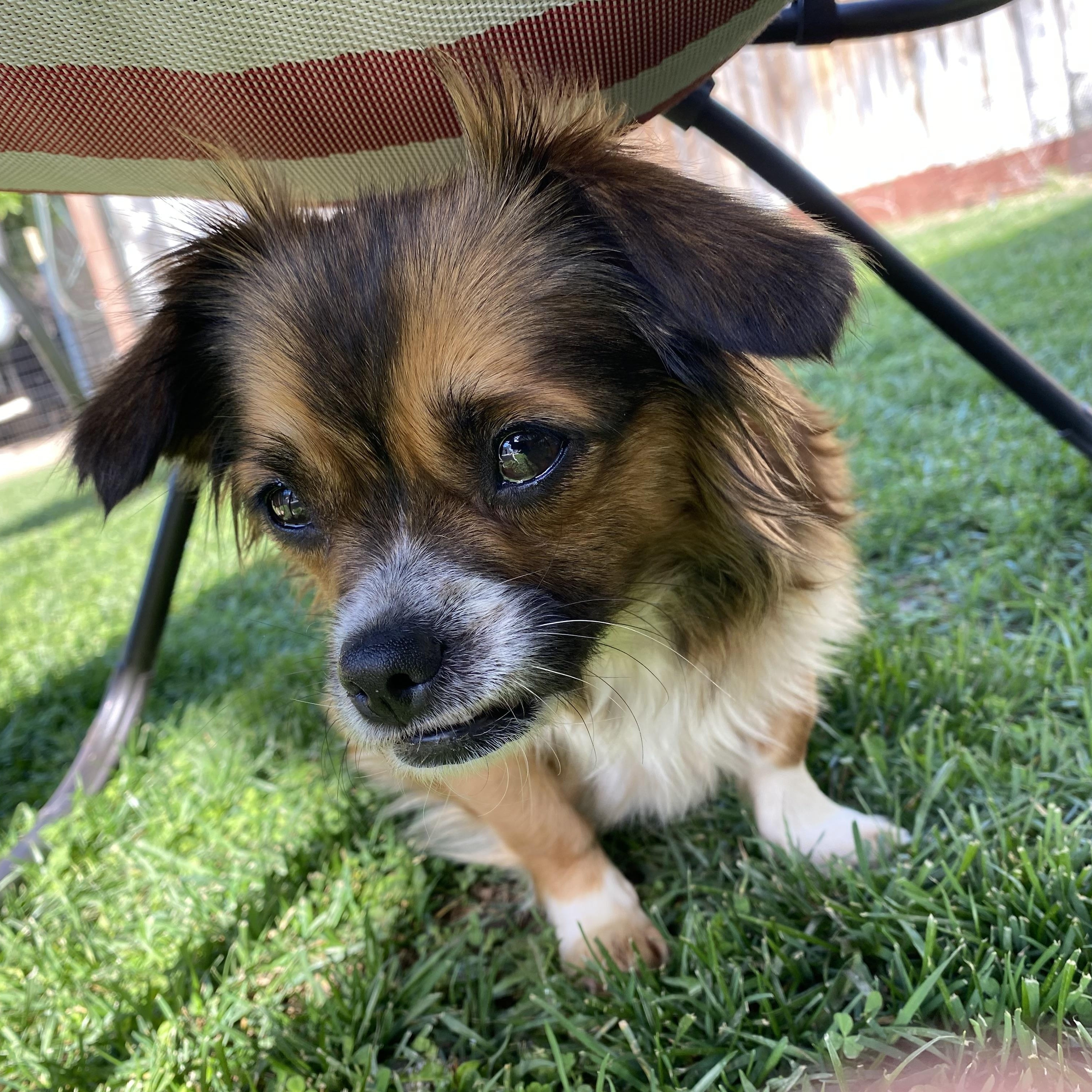 Enlarge Judy, a ADOPTABLE mixed breed in Penryn, CA image 2/2