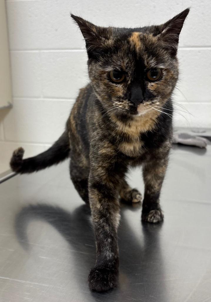 Lucille / AC 27703, Adoptable, Young Female Domestic Short Hair.