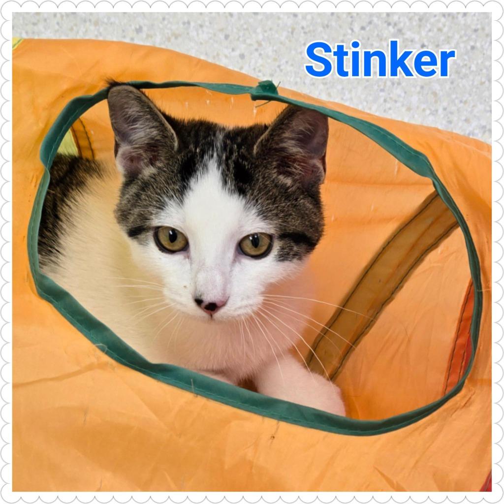 Stinker, Adopted, Kitten Male Domestic Short Hair.