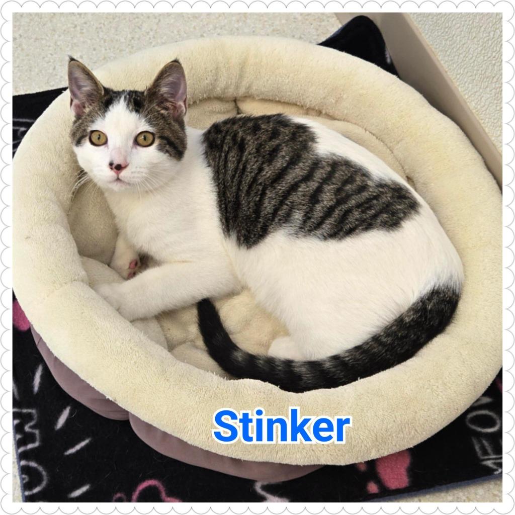 Enlarge Stinker, a Adopted mixed breed in North Saint Paul, MN image 2/6