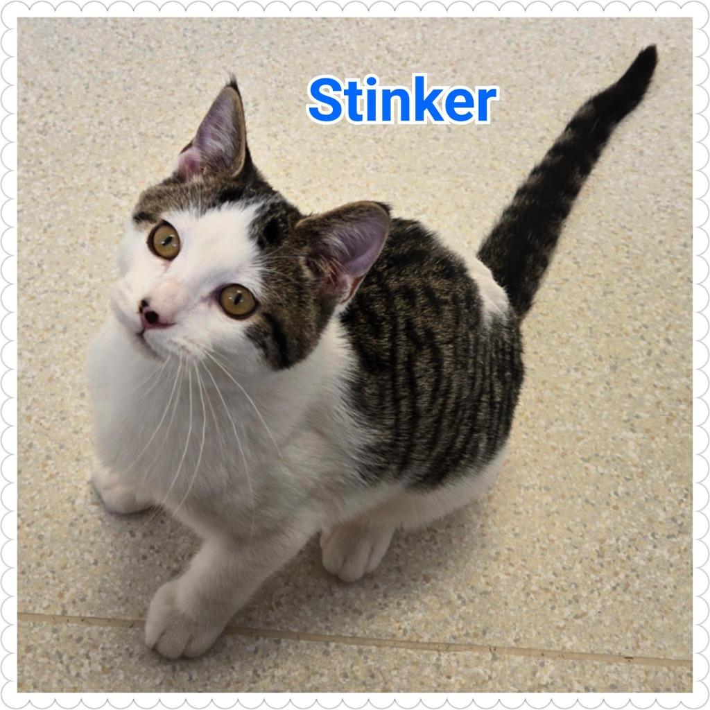 Enlarge Stinker, a Adopted mixed breed in North Saint Paul, MN image 4/6
