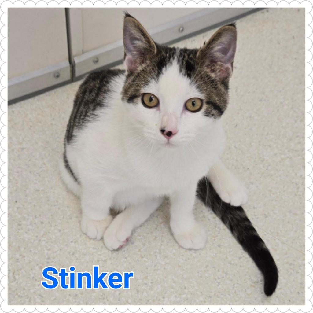 Enlarge Stinker, a Adopted mixed breed in North Saint Paul, MN image 6/6