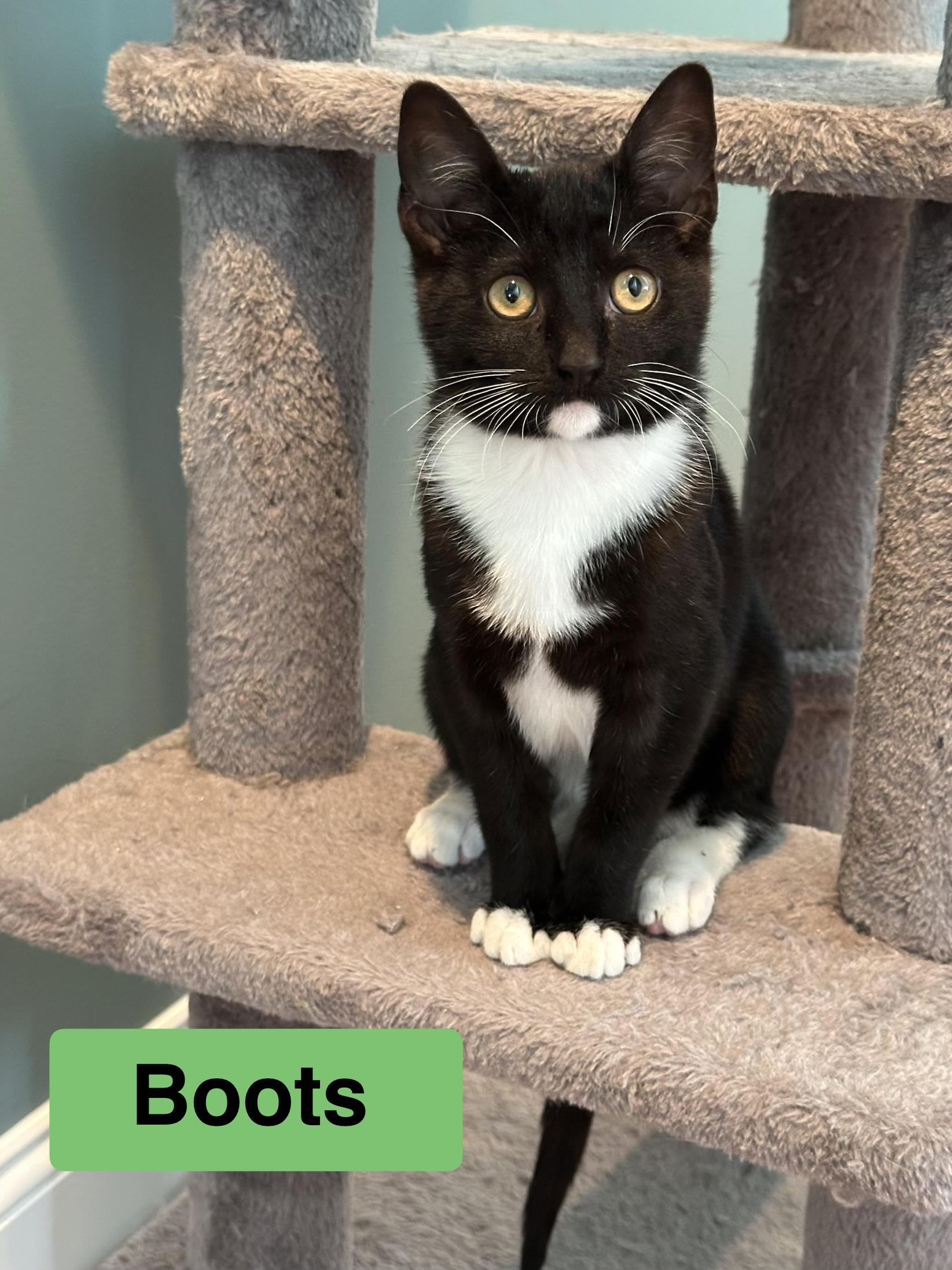 Boots Male Tuxedo Kitten, ADOPTABLE, Kitten Male Tuxedo.