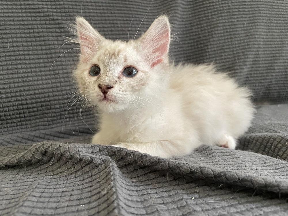 Myki Meeks, Adoptable, Kitten Female Siamese & American Shorthair.