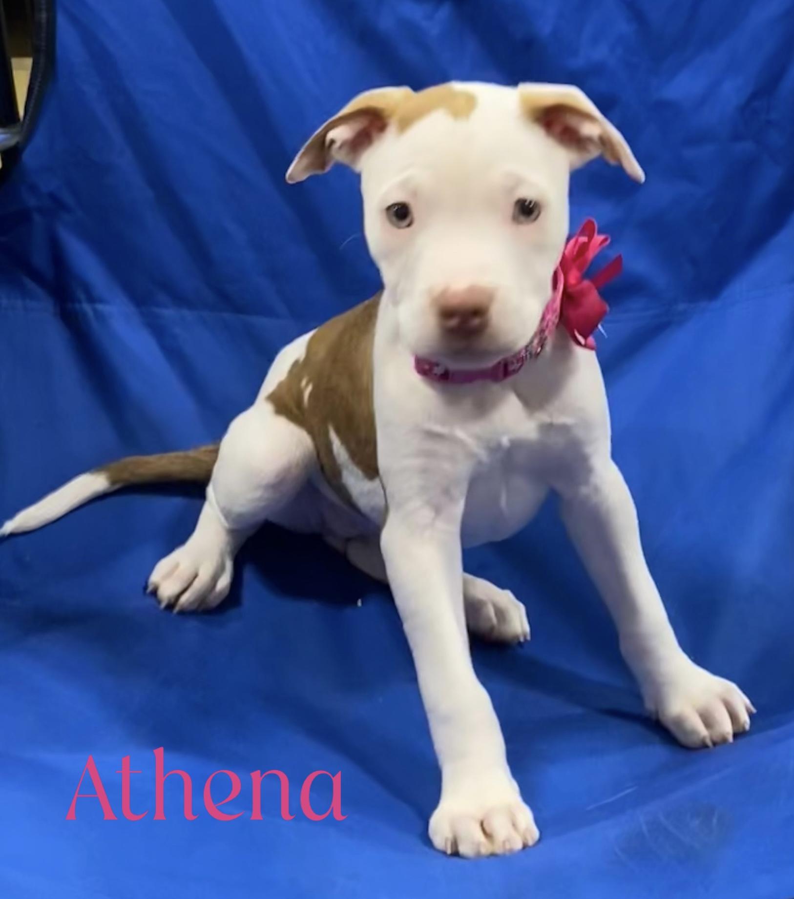 Frozen girls , a ADOPTABLE mixed breed in warrenville, SC image 2/4