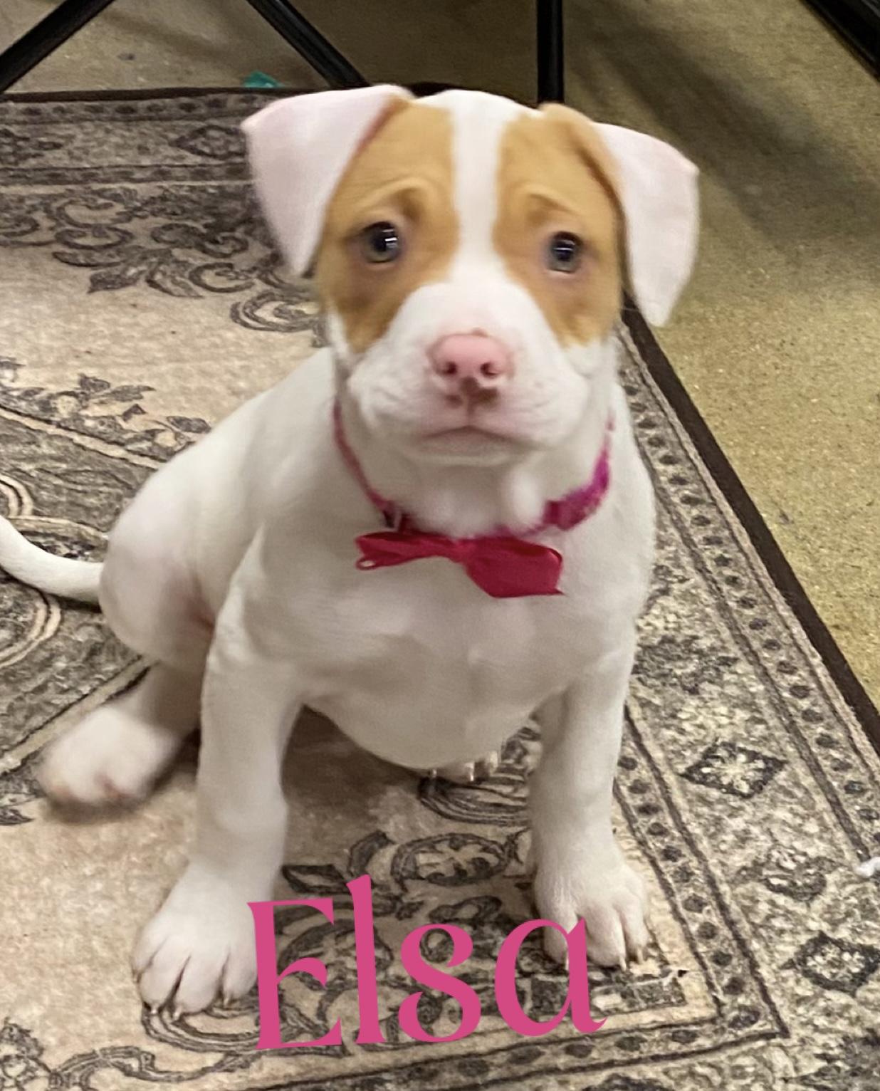 Frozen girls , ADOPTABLE, Puppy Female American Bully & Mixed Breed.