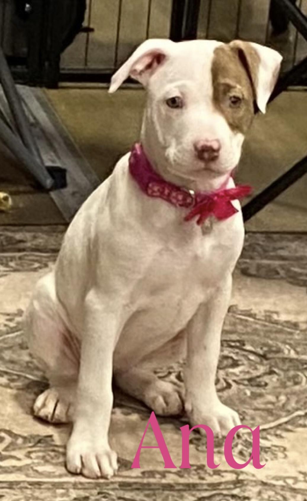 Frozen girls , a ADOPTABLE mixed breed in warrenville, SC image 3/4