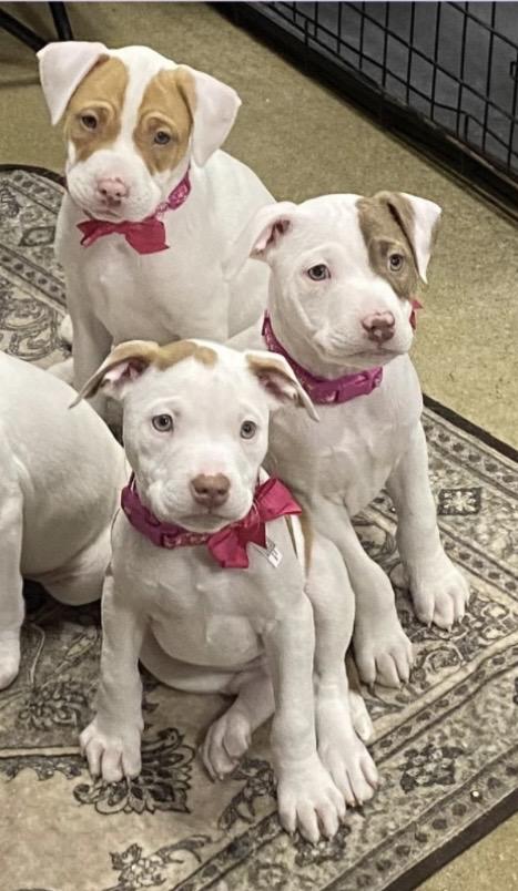 Frozen girls , a ADOPTABLE mixed breed in warrenville, SC image 4/4