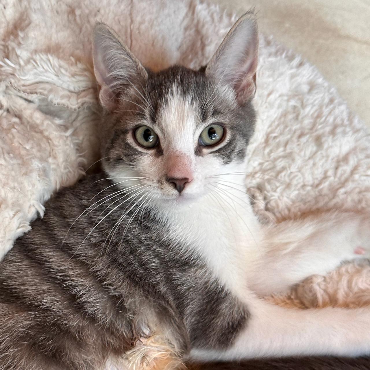 Alexander, Adoptable, Kitten Male Domestic Short Hair & Tabby.