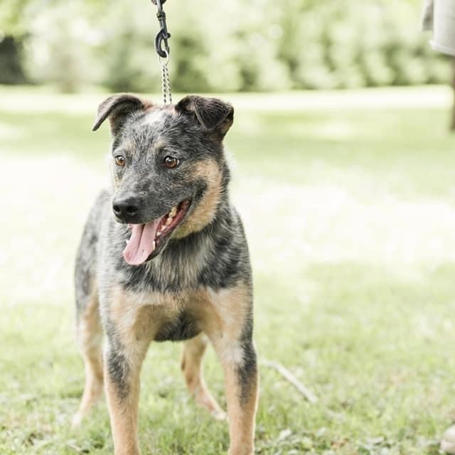 Archie *Smart and Stunning”, a Adoptable Australian Cattle Dog / Blue Heeler in Salamanca, NY image 3/5