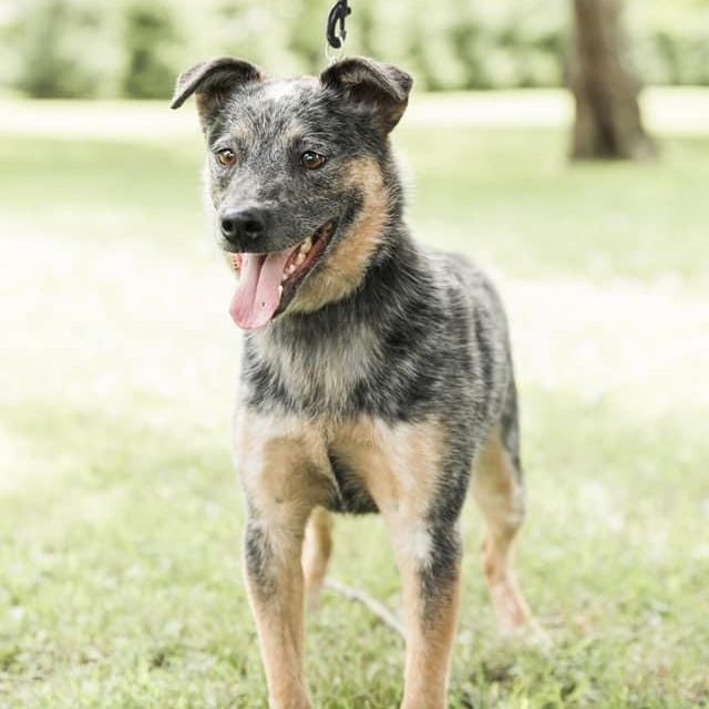 Archie *Smart and Stunning”, a Adoptable Australian Cattle Dog / Blue Heeler in Salamanca, NY image 2/5