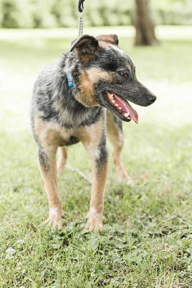 Archie *Smart and Stunning”, a Adoptable Australian Cattle Dog / Blue Heeler in Salamanca, NY image 4/5