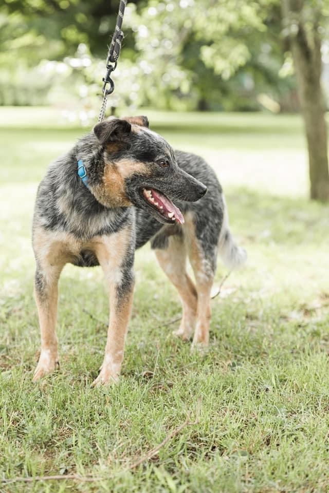 Archie *Smart and Stunning”, a Adoptable Australian Cattle Dog / Blue Heeler in Salamanca, NY image 5/5