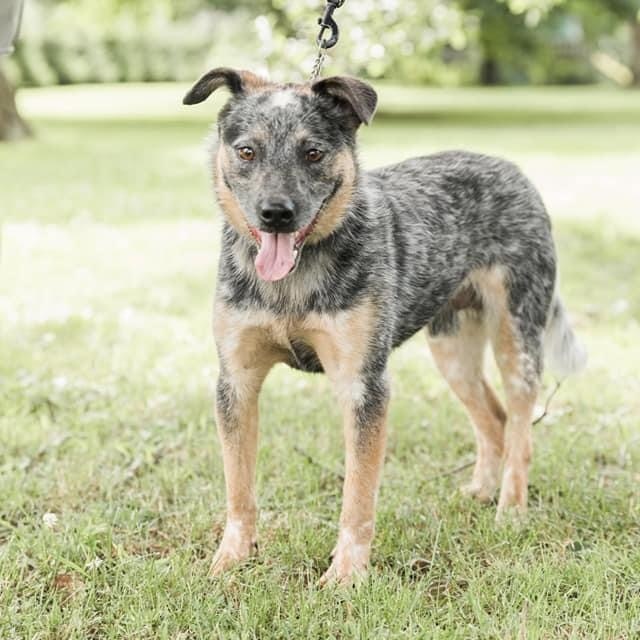 Archie *Smart and Stunning”, a Adoptable Australian Cattle Dog / Blue Heeler in Salamanca, NY image 1/5