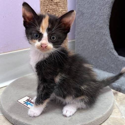 Miso, a Adoptable Domestic Short Hair in San Pablo, CA image 1/2