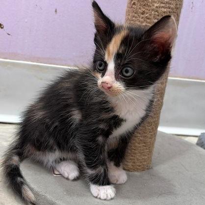 Miso, a Adoptable Domestic Short Hair in San Pablo, CA image 2/2