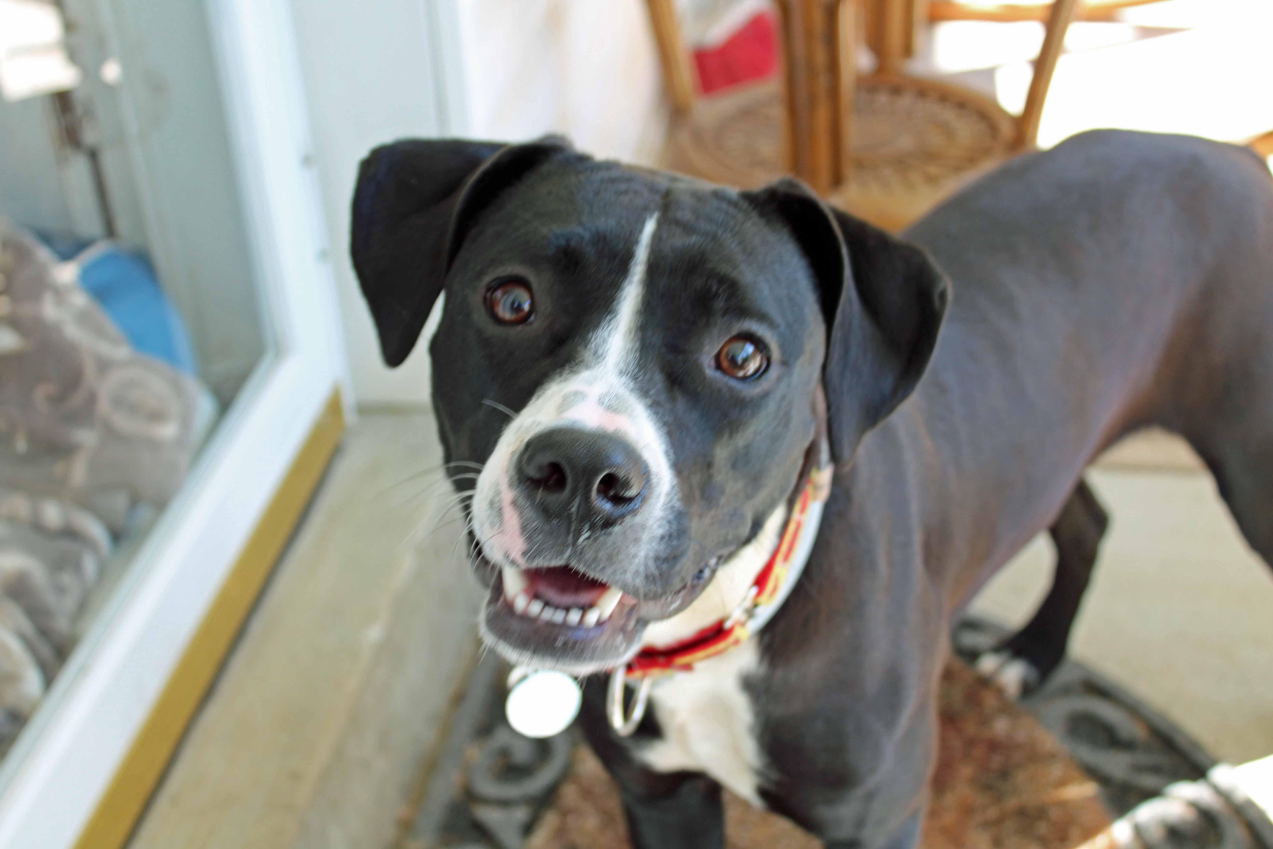 Enlarge Roxy, a ADOPTABLE mixed breed in Baltimore, MD image 5/6