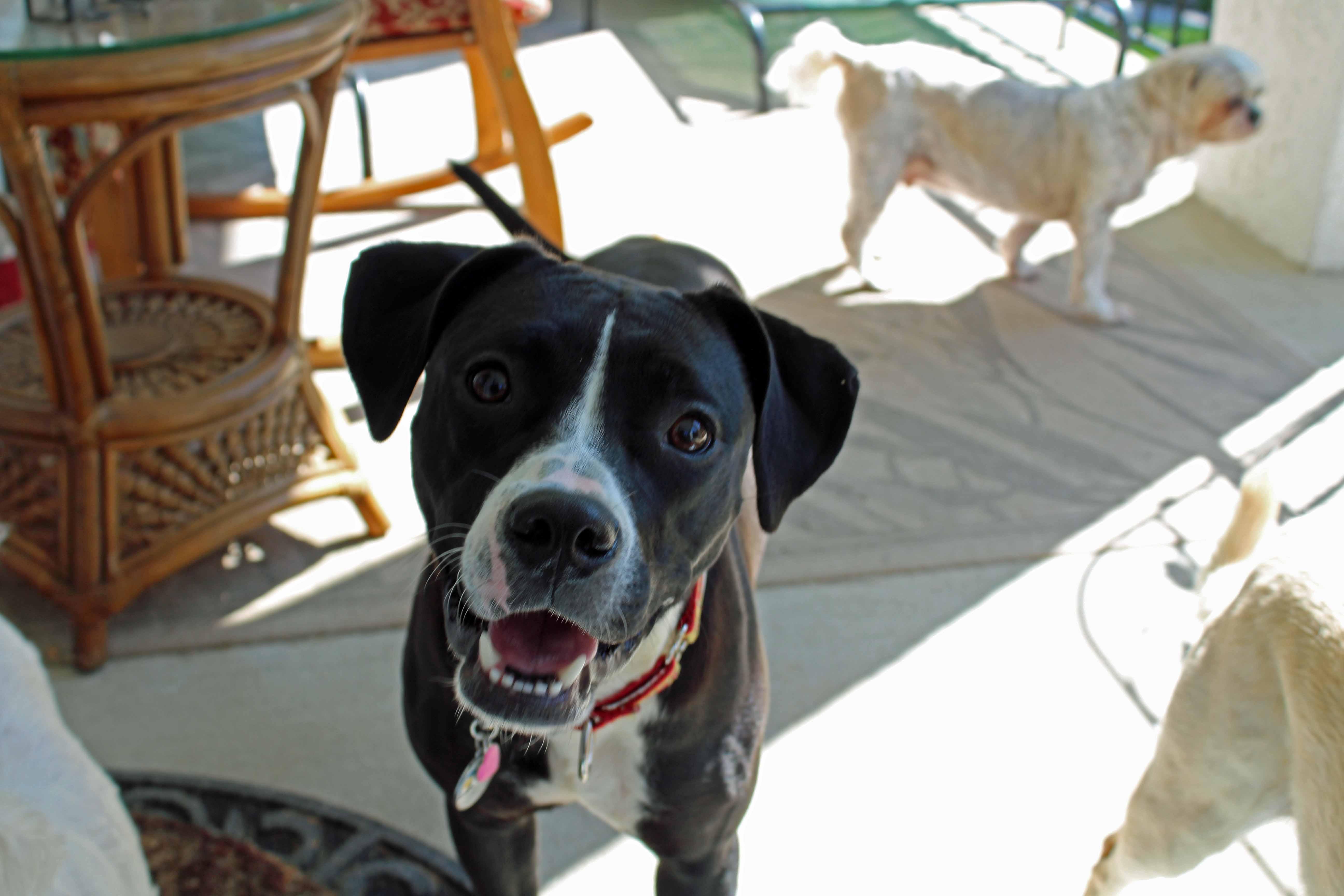 Enlarge Roxy, a ADOPTABLE mixed breed in Baltimore, MD image 2/6