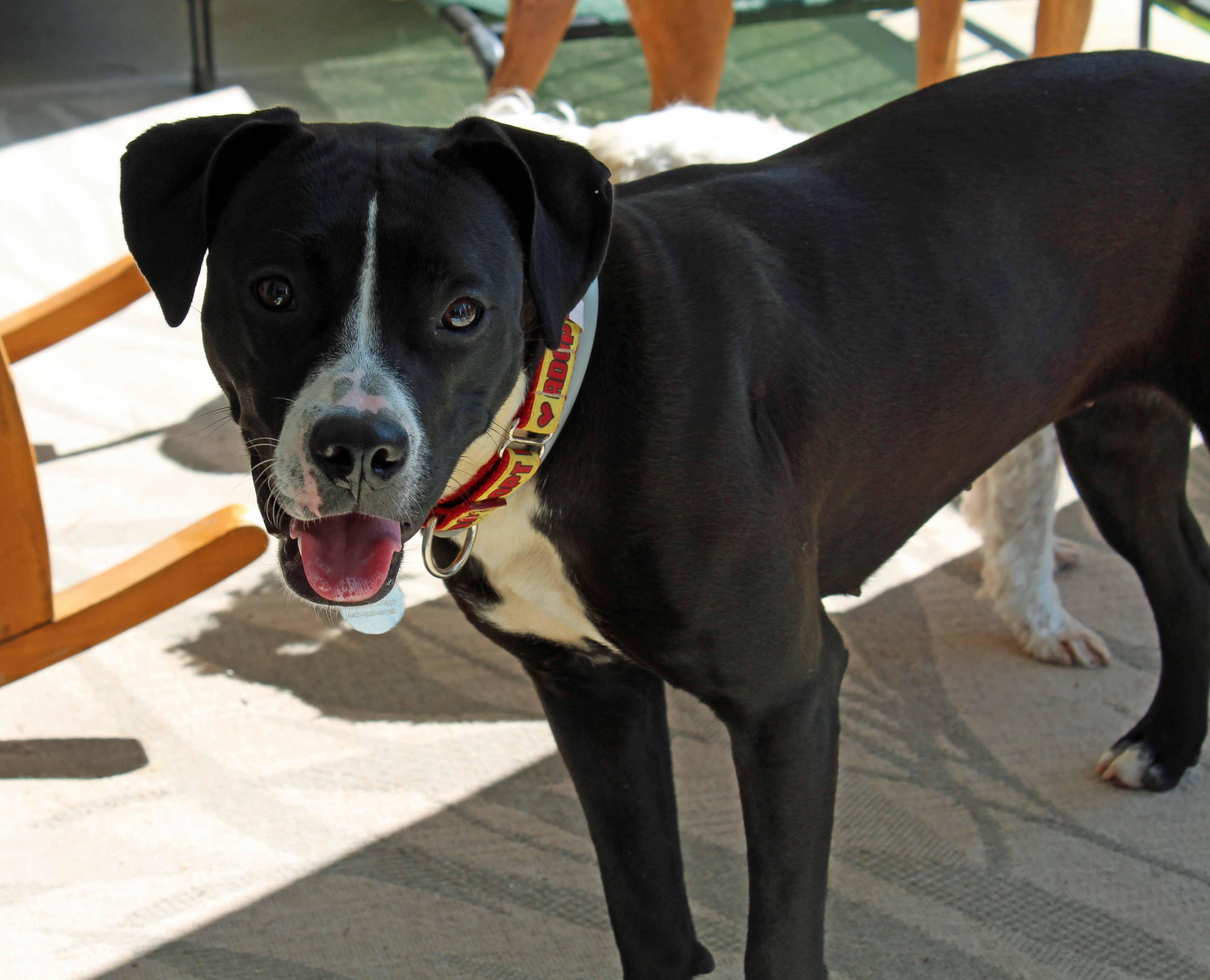Enlarge Roxy, a ADOPTABLE mixed breed in Baltimore, MD image 6/6