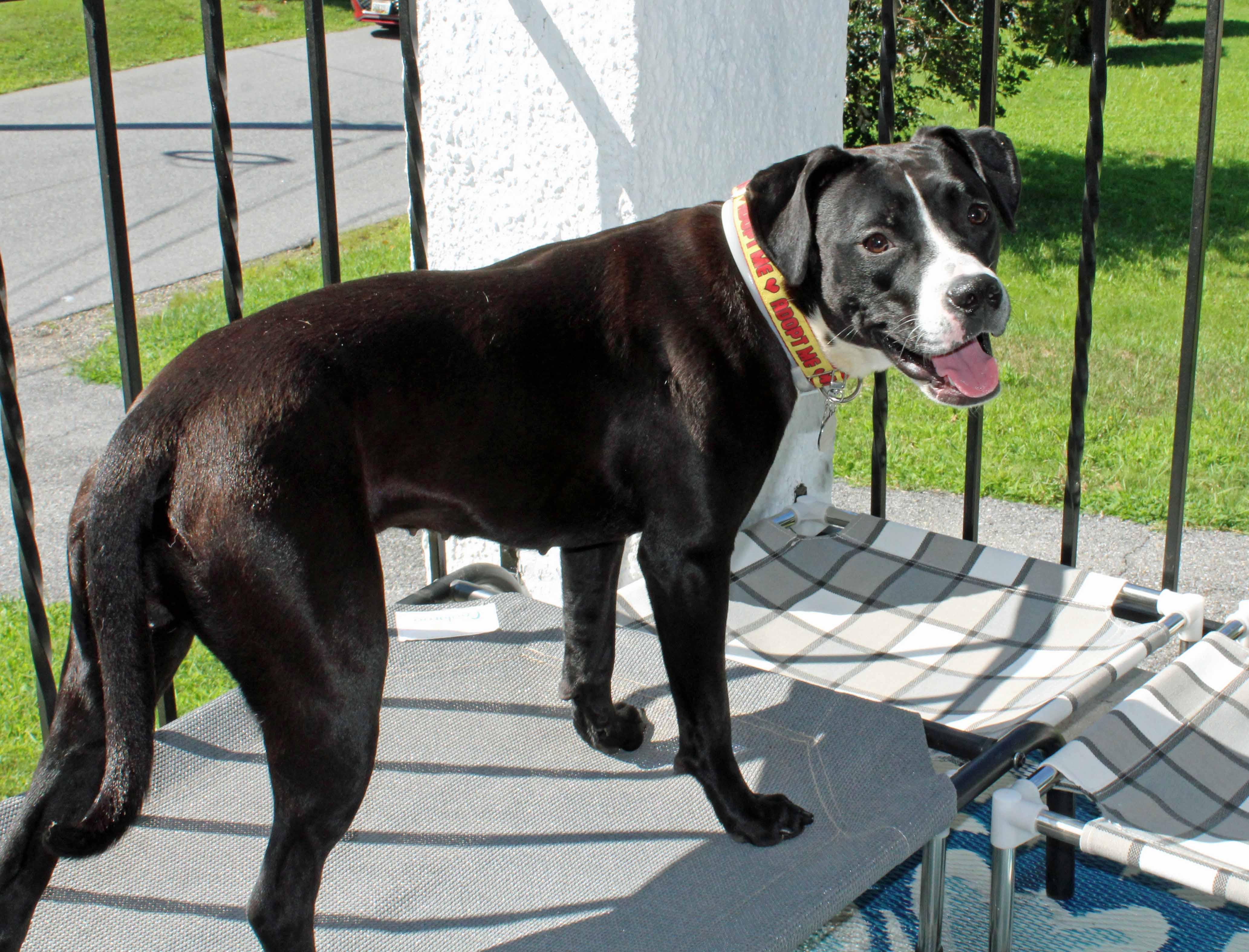 Enlarge Roxy, a ADOPTABLE mixed breed in Baltimore, MD image 4/6