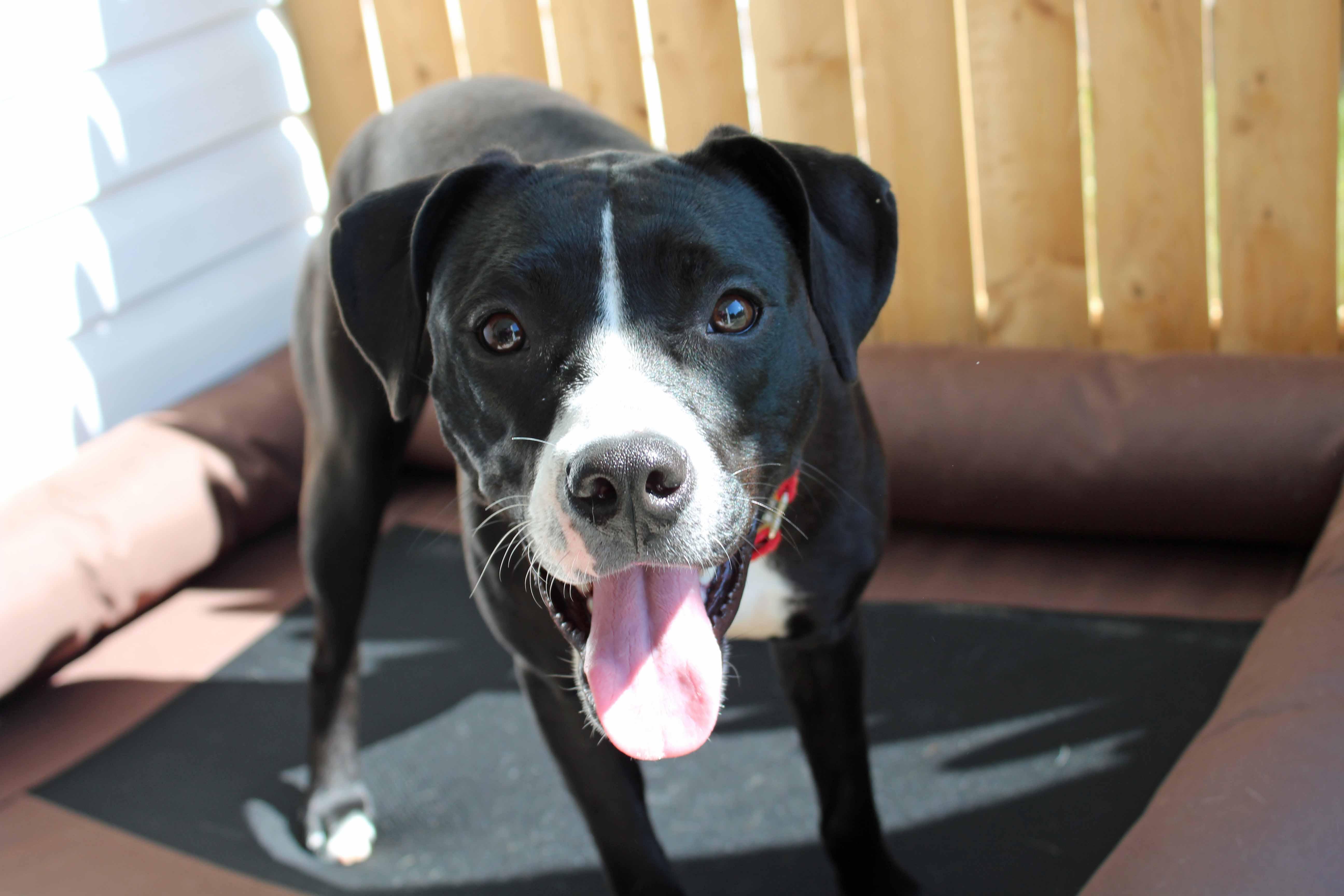 Enlarge Roxy, a ADOPTABLE mixed breed in Baltimore, MD image 3/6