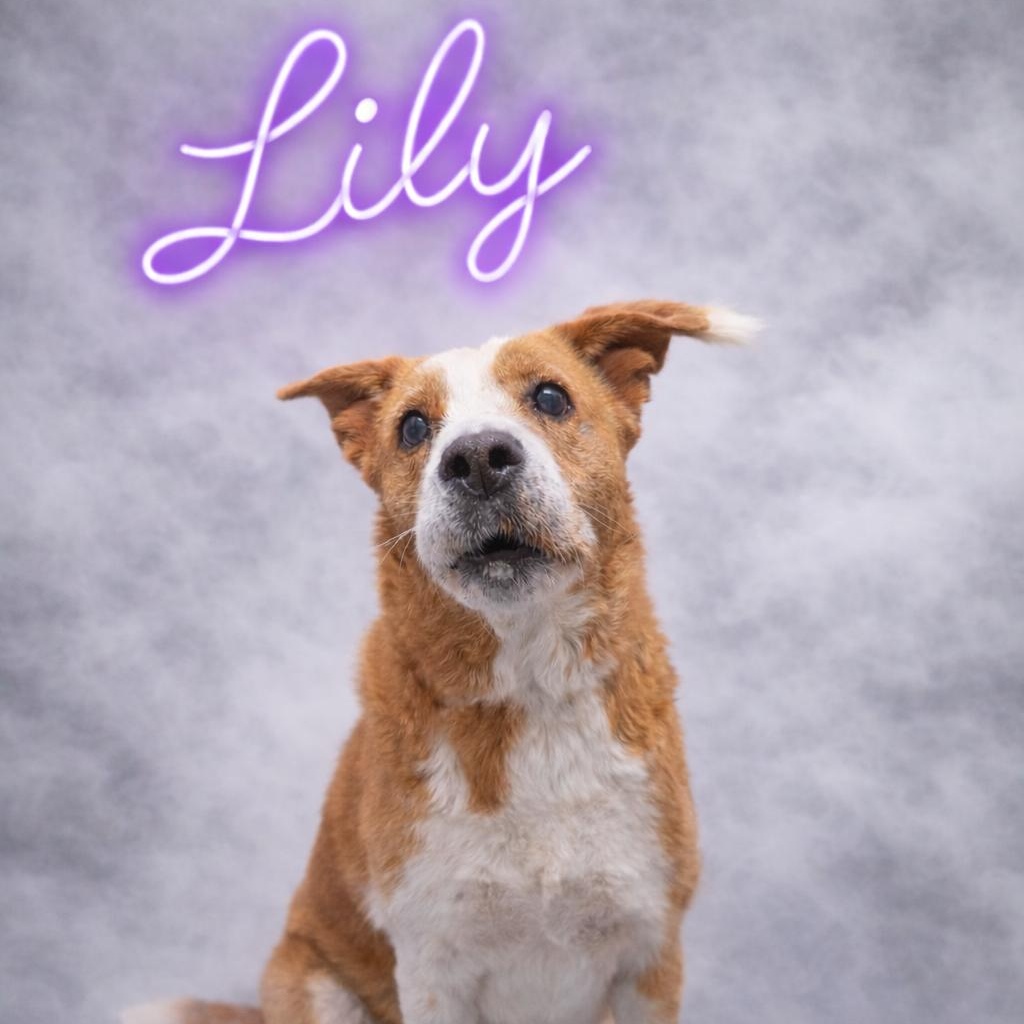 Enlarge Lily, a ADOPTABLE mixed breed in Valley Falls, KS image 1/1