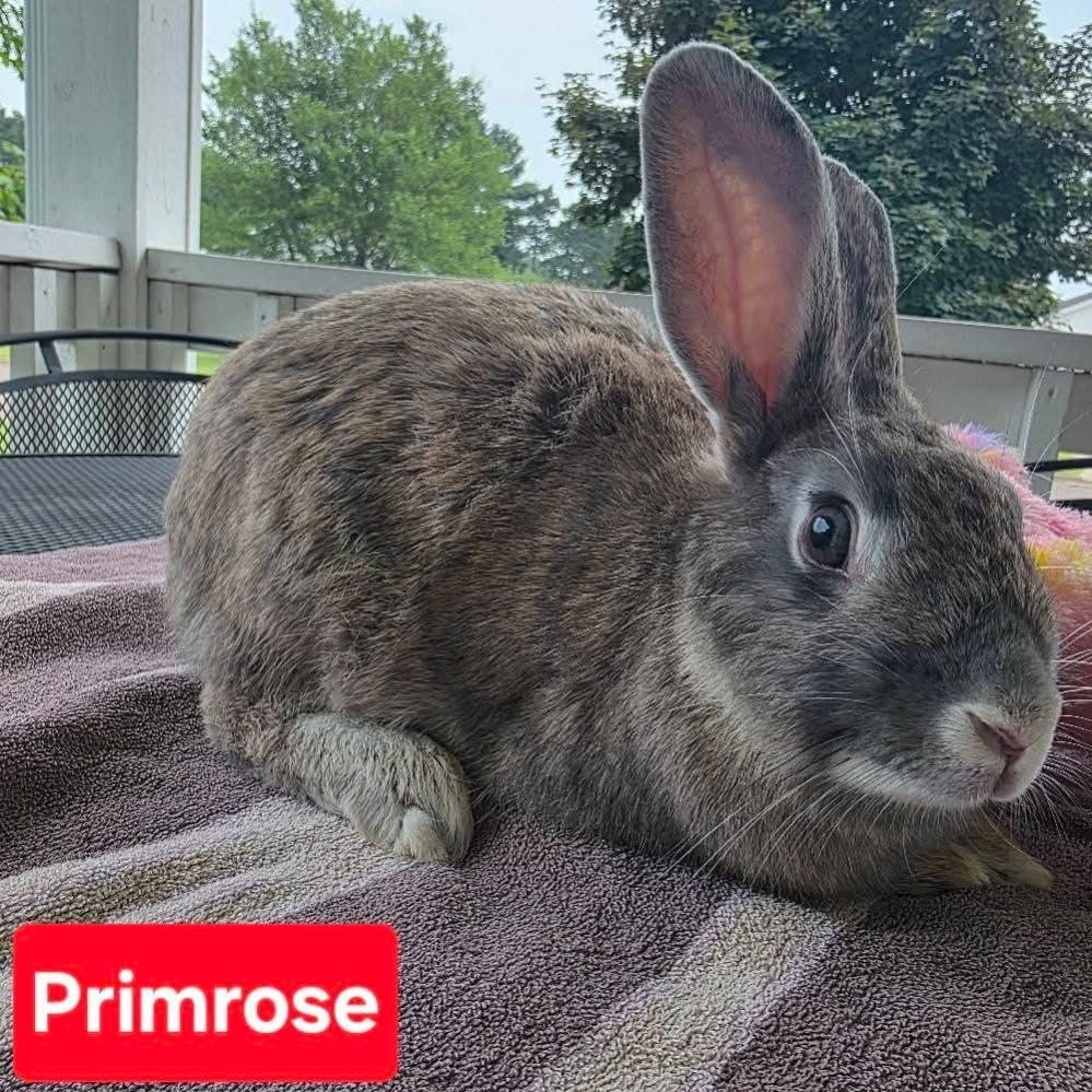 Primrose, NEL Bunny 09, Adoptable, Young Female American.