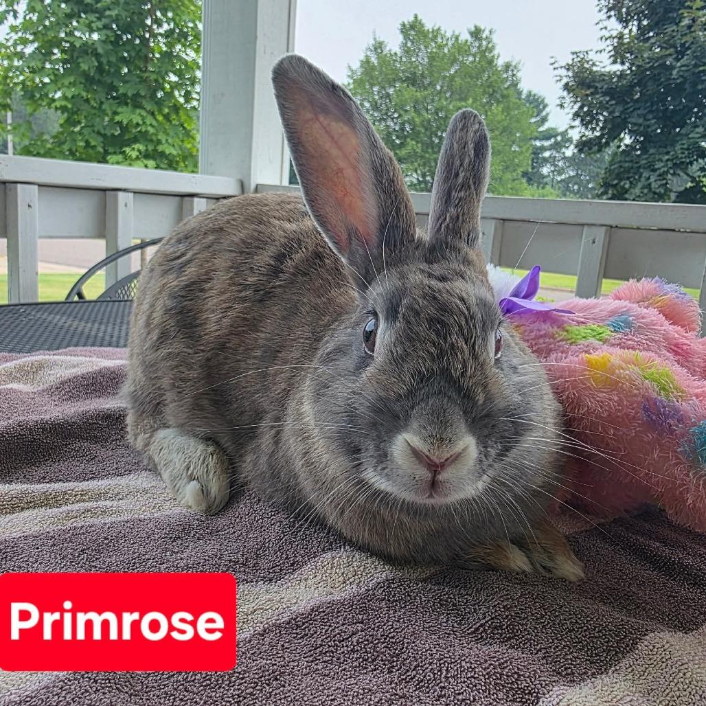 Enlarge Primrose, NEL Bunny 09, a Adoptable American in Mondovi, WI image 2/3