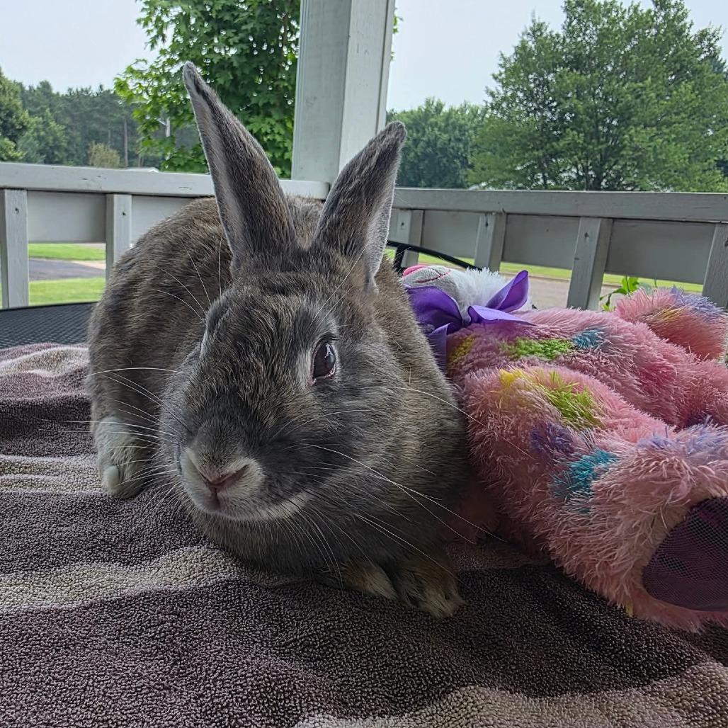 Enlarge Primrose, NEL Bunny 09, a Adoptable American in Mondovi, WI image 3/3