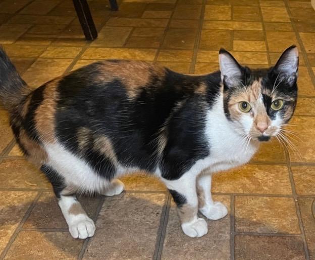 Enlarge Kite, a ADOPTABLE Calico in Bayonne, NJ image 2/2
