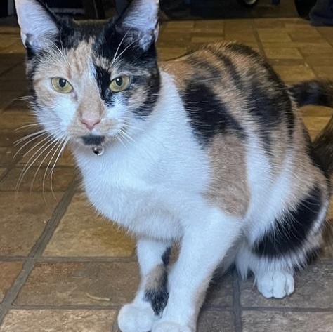 Kite, ADOPTABLE, Young Female Calico.