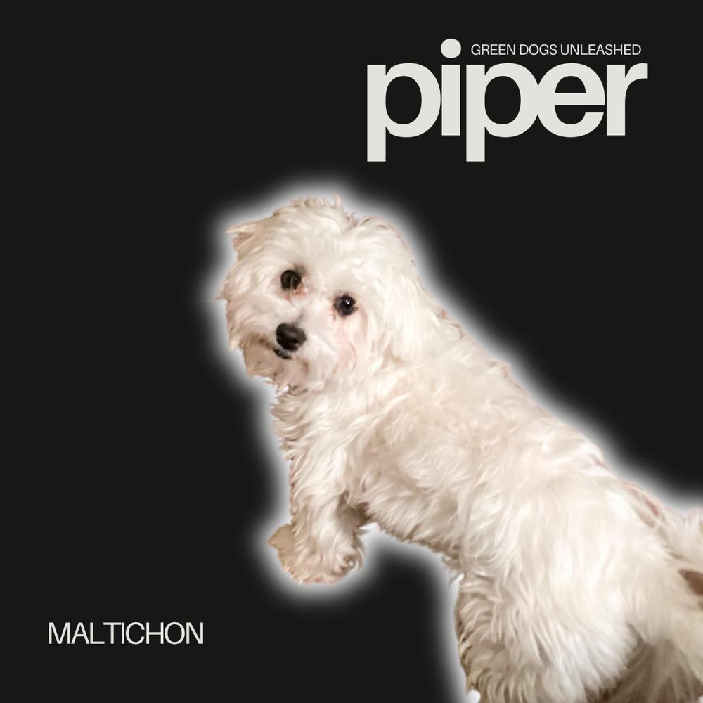 Enlarge Piper, a Adoptable mixed breed in Troy, VA image 1/2