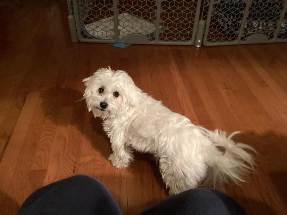 Enlarge Piper, a Adoptable mixed breed in Troy, VA image 2/2