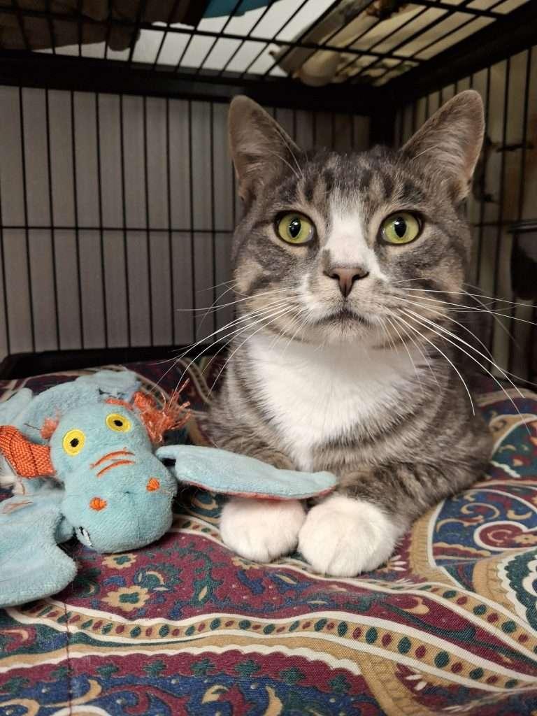 LOCH NESS, Adoptable, Adult Male Tabby.