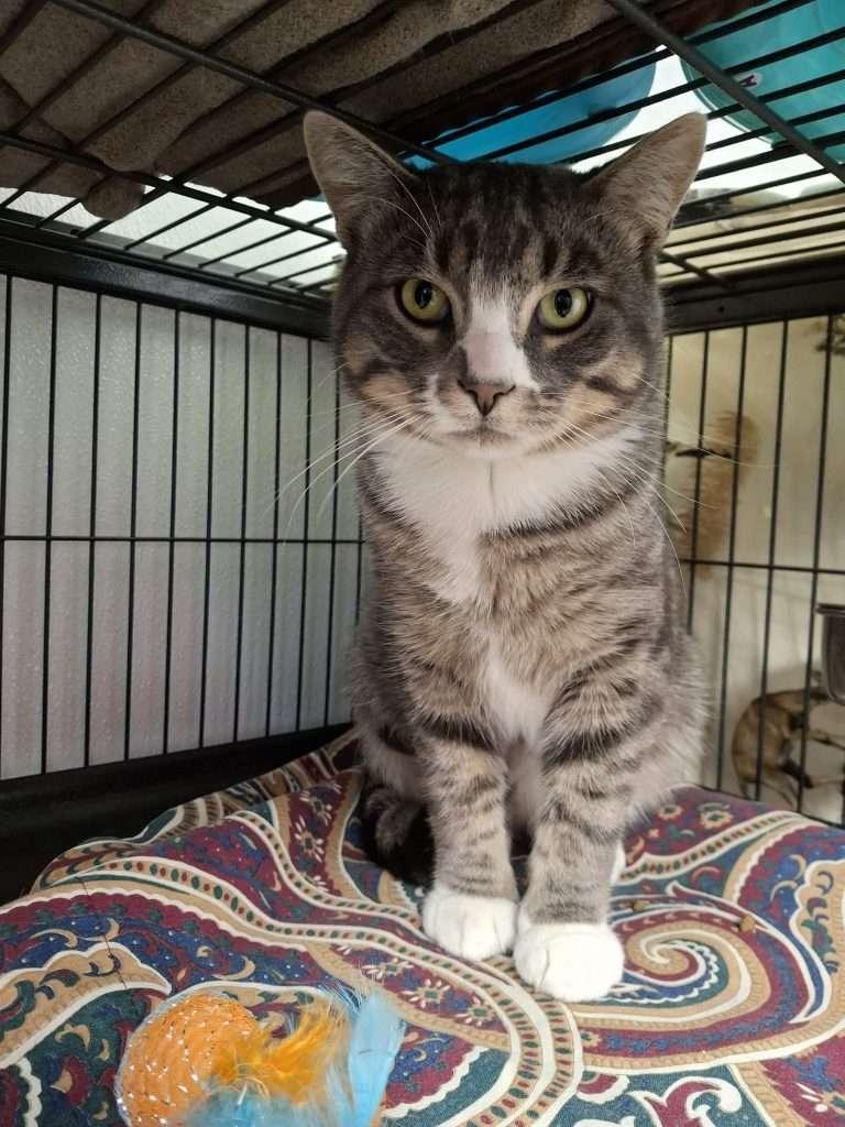 LOCH NESS, a Adoptable Tabby image 2/2