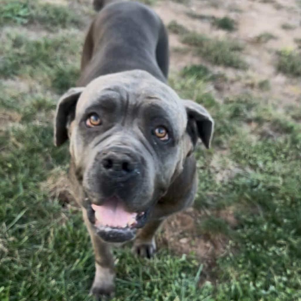 Georgia Peach, a Adoptable Cane Corso in Turlock, CA image 2/6