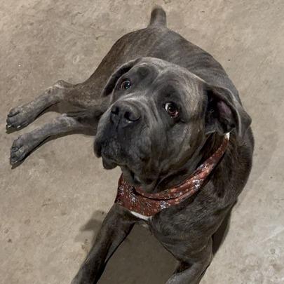 Georgia Peach, a Adoptable Cane Corso in Turlock, CA image 4/6