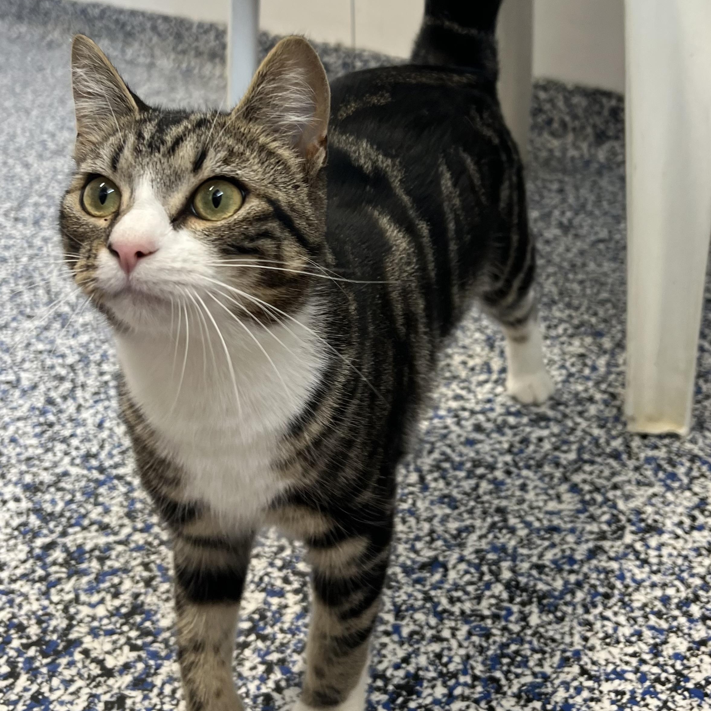 Mable, adopted, Young Female Domestic Short Hair.