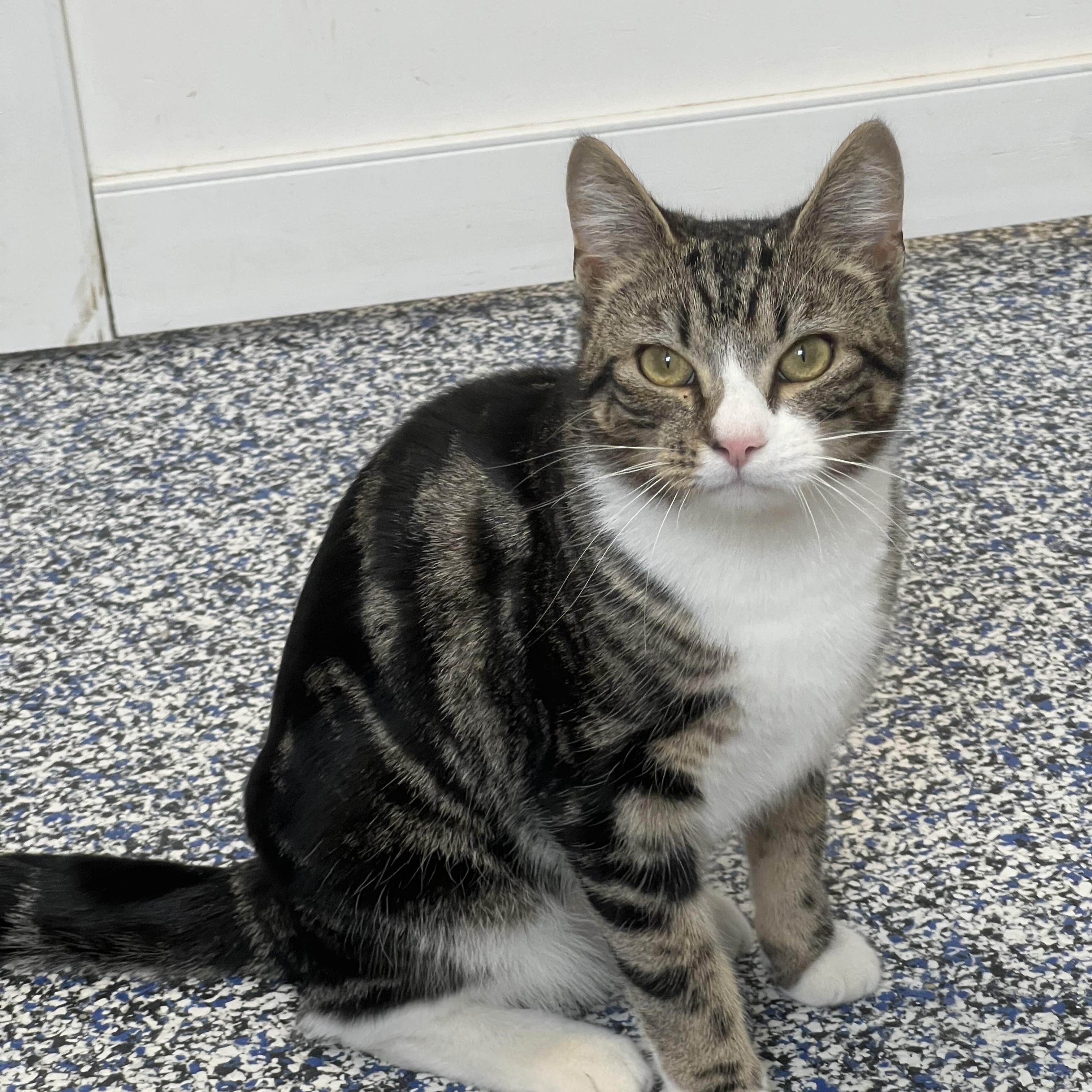 Enlarge Mable, an adopted Domestic Short Hair in St Stephen, NB image 2/2